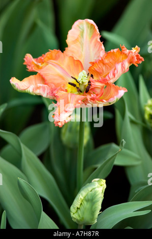 Parkiet Parrot Tulip var albicocca PARROT in giardini Keukenhof Lisse, Olanda Foto Stock