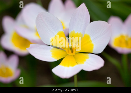 Primo piano del Tulip bakeri LILAC WONDER con petali bianchi e centro giallo ai Giardini Keukenhof, Lisse, Olanda. Foto Stock