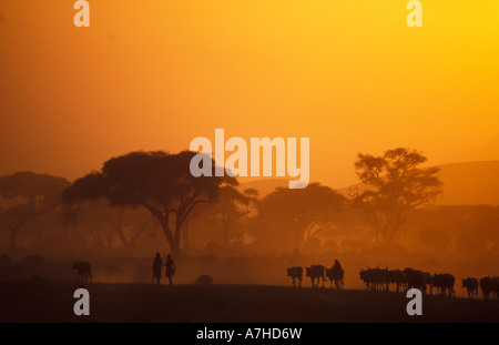 Maasai immobilizzare i bovini, Amboseli National Park, Kenya Foto Stock