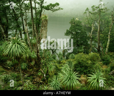 Foresta alpina al lago di tahune vicino frenchmans cap. franklin gordon wild rivers national park, la Tasmania, Australia Foto Stock