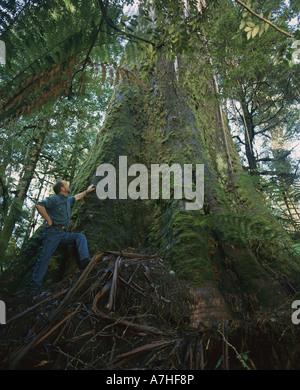 John wiliamson e le più alte del mondo albero di legno duro, una montagna di ceneri (eucalyptus regnans). styx valley, Tasmania, Australia Foto Stock