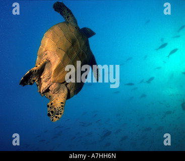 Tartaruga embricata eretmochelys imbricata underwater a largo di Capo di bowling green Great Barrier Reef queensland australia Foto Stock