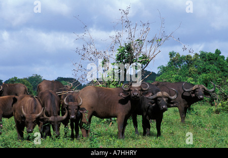 Allevamento di Buffalo, Syncerus caffer caffer, Shimba Hills National Park, Kenya Foto Stock