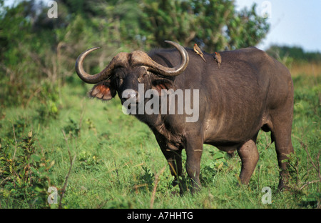 Il bufalo, Syncerus caffer caffer, Shimba Hills National Park, Kenya Foto Stock