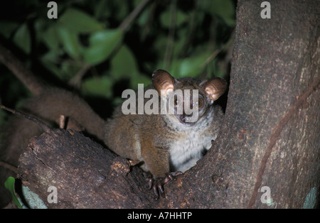 Maggiore galago, Galago crassicaudatus, Shimba Hills National Park, Kenya Foto Stock