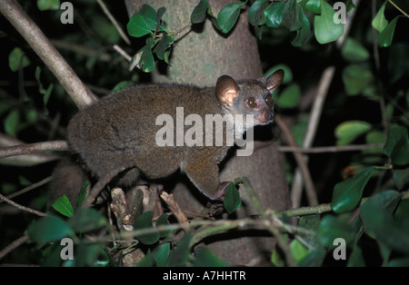 Maggiore galago, Galago crassicaudatus, Shimba Hills National Park, Kenya Foto Stock