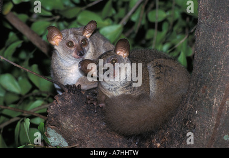 Maggiore galago, Galago crassicaudatus, Shimba Hills National Park, Kenya Foto Stock