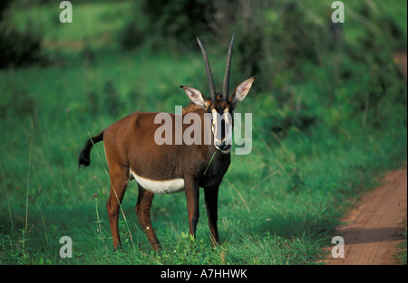 Sable Antelope, Hippotragus niger roosevelti, Shimba Hills National Park, Kenya Foto Stock