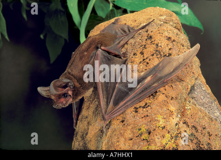 Grande Free-tailed Bat posatoi testa verso il basso per prendere vantaggio di gravità quando il decollo. Foto Stock