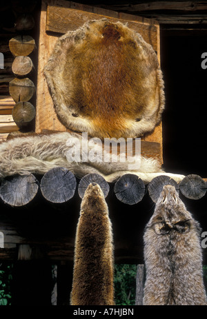 Fur pelt, pelliccia Pellicce, pelle d'animale, le pelli di animali, Chena vecchio villaggio indiano, l' atabasco village, periferia di Fairbanks, Alaska, Stati Uniti Foto Stock