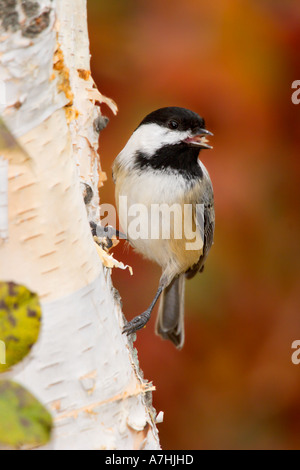 Nero-capped Luisa Foto Stock