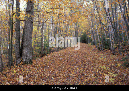 America del Nord, noi, me la Nuova Inghilterra caduta. Strada di ghiaia vicino Sieur de Monts molla. Foto Stock