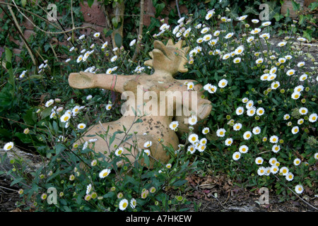 Erigeron karvinskianus AGM in Holbrook Giardino DEvon Foto Stock