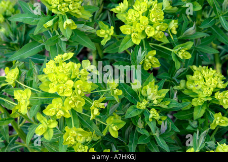 Euphorbia palustris Foto Stock