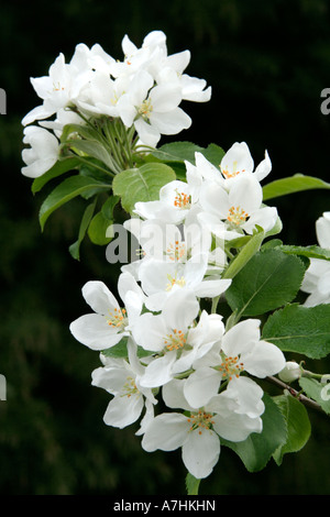 Malus Dartmouth blossom fine aprile Foto Stock