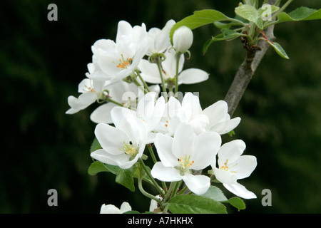 Malus Dartmouth blossom fine aprile Foto Stock