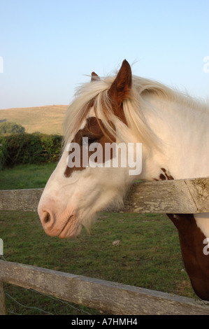 Cavallo guardando oltre il recinto in legno nel campo in Abbotsbury Dorset Regno Unito Foto Stock