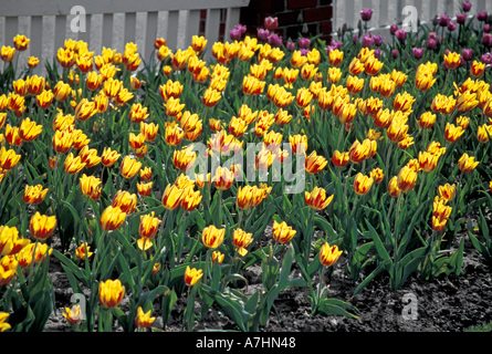 NA, STATI UNITI D'AMERICA, Michigan, Contea di Ottawa, Olanda, retroilluminato La Courtine tulipani Foto Stock