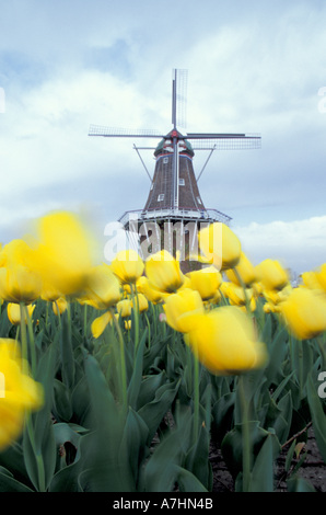 NA, STATI UNITI D'AMERICA, Michigan, Contea di Ottawa, Olanda, Golden Apeldorn tulipani e mulino a vento olandese Foto Stock