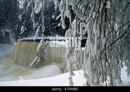 Neve e ghiaccio coperto albero; Tahquamenon Falls State Park; Paradiso, Michigan Foto Stock