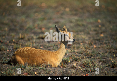 Oribi Ourebia ourebi Parco Nazionale di Kafue Zambia Foto Stock
