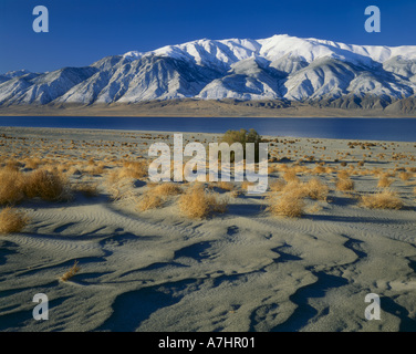 NEVADA, Dune & tumbleweeds su ex lakebed sopra lago del camminatore. Mt concedere nella gamma Wassuk, Grande Bacino. Foto Stock