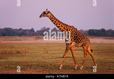 Thornicroft la giraffa, Giraffa camelopardalis thornicrofti, South Luangwa National Park, Zambia Foto Stock