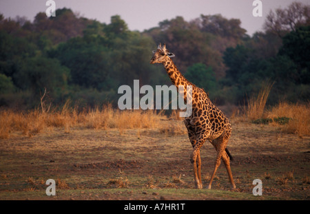 Thornicroft la giraffa, Giraffa camelopardalis thornicrofti, South Luangwa National Park, Zambia Foto Stock