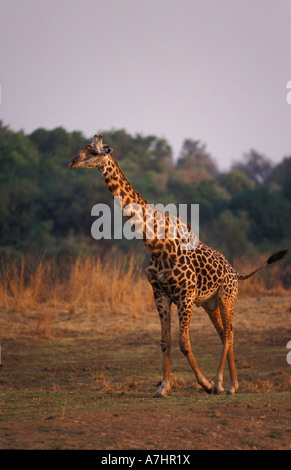 Thornicroft la giraffa, Giraffa camelopardalis thornicrofti, South Luangwa National Park, Zambia Foto Stock