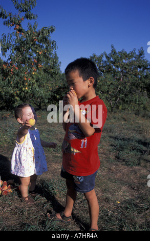 America del Nord, noi, NH, raccogliendo le pesche in frutteti a J e F Farm. (MR) Foto Stock