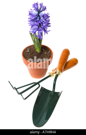 Attrezzi da giardino e giacinto viola in pentola. Foto Stock