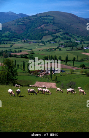 Vacca, vacche, bestiame al pascolo nei pascoli, Pirenei, Paesi Baschi francesi, villaggio di Musculdy, Musculdy, Francia, Europa Foto Stock