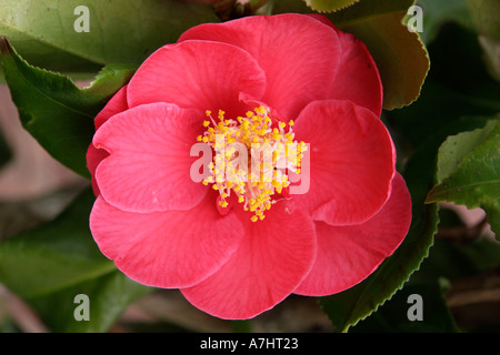 Cotswolds Camelia 1 Foto Stock