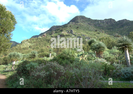 Drago albero in Bajamar Tenerife Foto Stock