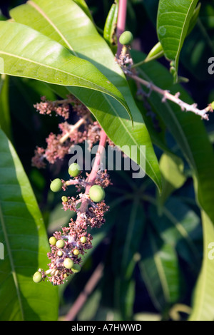 Le materie Mango frutta crescendo all'inizio della stagione in India Foto Stock