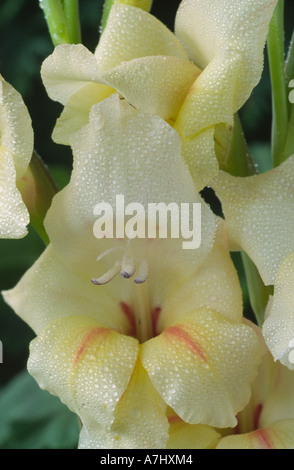 Gladiolus 'Halley". Nanus gruppo. Foto Stock