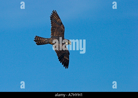 Hobby in volo Foto Stock