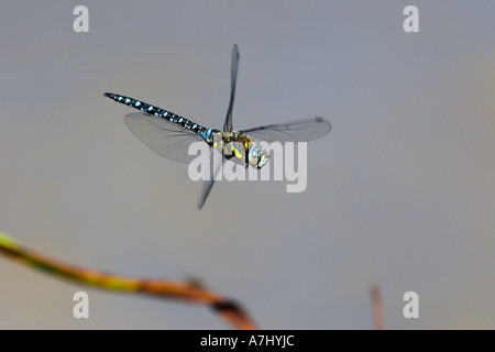 Migrant Hawker libellula in volo Foto Stock