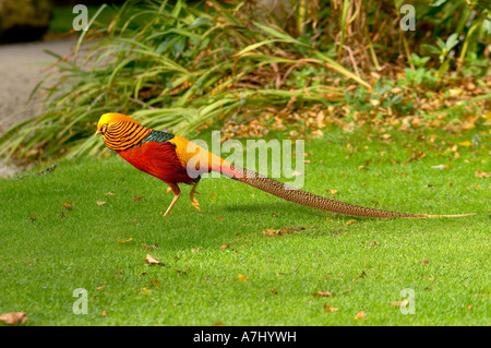 Golden Pheasant Chrysolophus pictus maschio Foto Stock