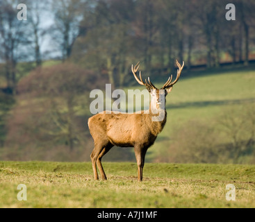 Il cervo (Cervus elaphus scoticus) Peak District Derbyshire Regno Unito Foto Stock