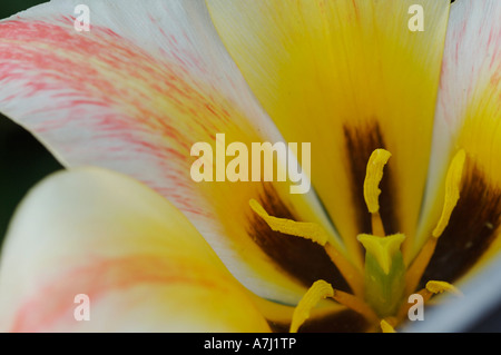 Fosteriana Tulip (genere Tulipa, famiglia Liliaceae) Foto Stock