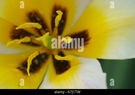 Fosteriana Tulip (genere Tulipa, famiglia Liliaceae) Foto Stock