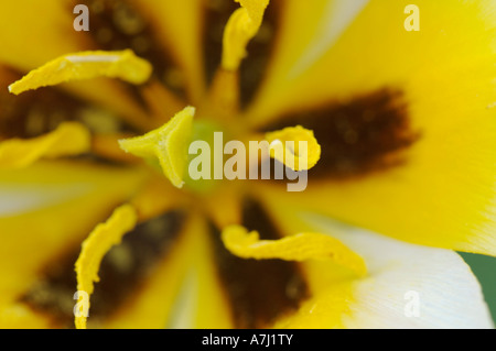 Fosteriana Tulip (genere Tulipa, famiglia Liliaceae) Foto Stock