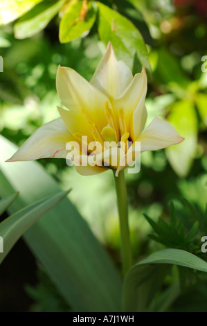 Fosteriana Tulip (genere Tulipa, famiglia Liliaceae) Foto Stock