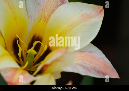 Fosteriana Tulip (genere Tulipa, famiglia Liliaceae) Foto Stock