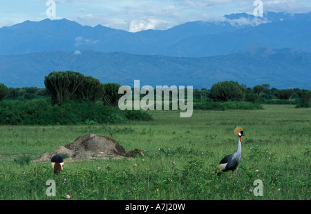 Grigio gru coronata Balearica regulorum nella parte anteriore del Ruwenzori Mountains Queen Elizabeth National Park in Uganda Foto Stock