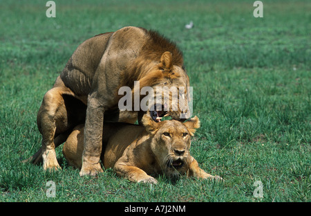 I Lions (Panthera leo) coniugata, Queen Elizabeth National Park, Uganda Foto Stock