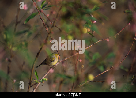 Wild (Canarie Serinus canaria) di appoggio nella vegetazione Foto Stock