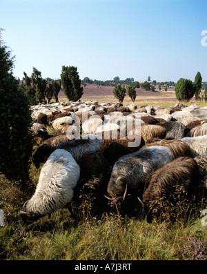 Heidschnuckenherde in der bluehenden Heidelandschaft, Wacholderbuesche, Naturschutzpark Lueneburger Heide, Bassa Sassonia Foto Stock