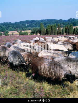 Heidschnuckenherde in der bluehenden Heidelandschaft, Wacholderbuesche, Naturschutzpark Lueneburger Heide, Bassa Sassonia Foto Stock